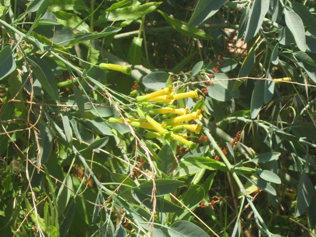 Nicotiana glauca